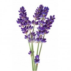 Lavender Sea Salt Scrub